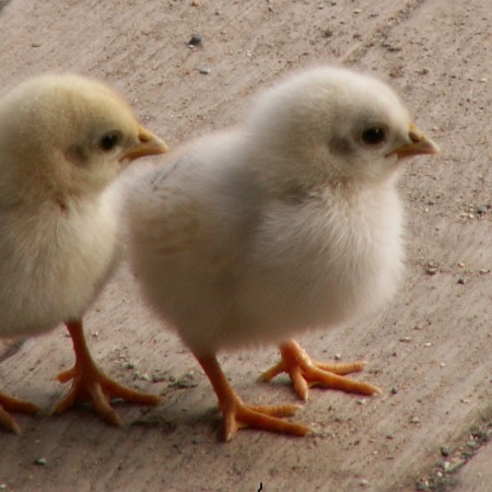 quality chicks