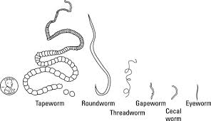 poultry worms