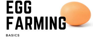 egg farming basics