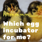 Which egg incubator